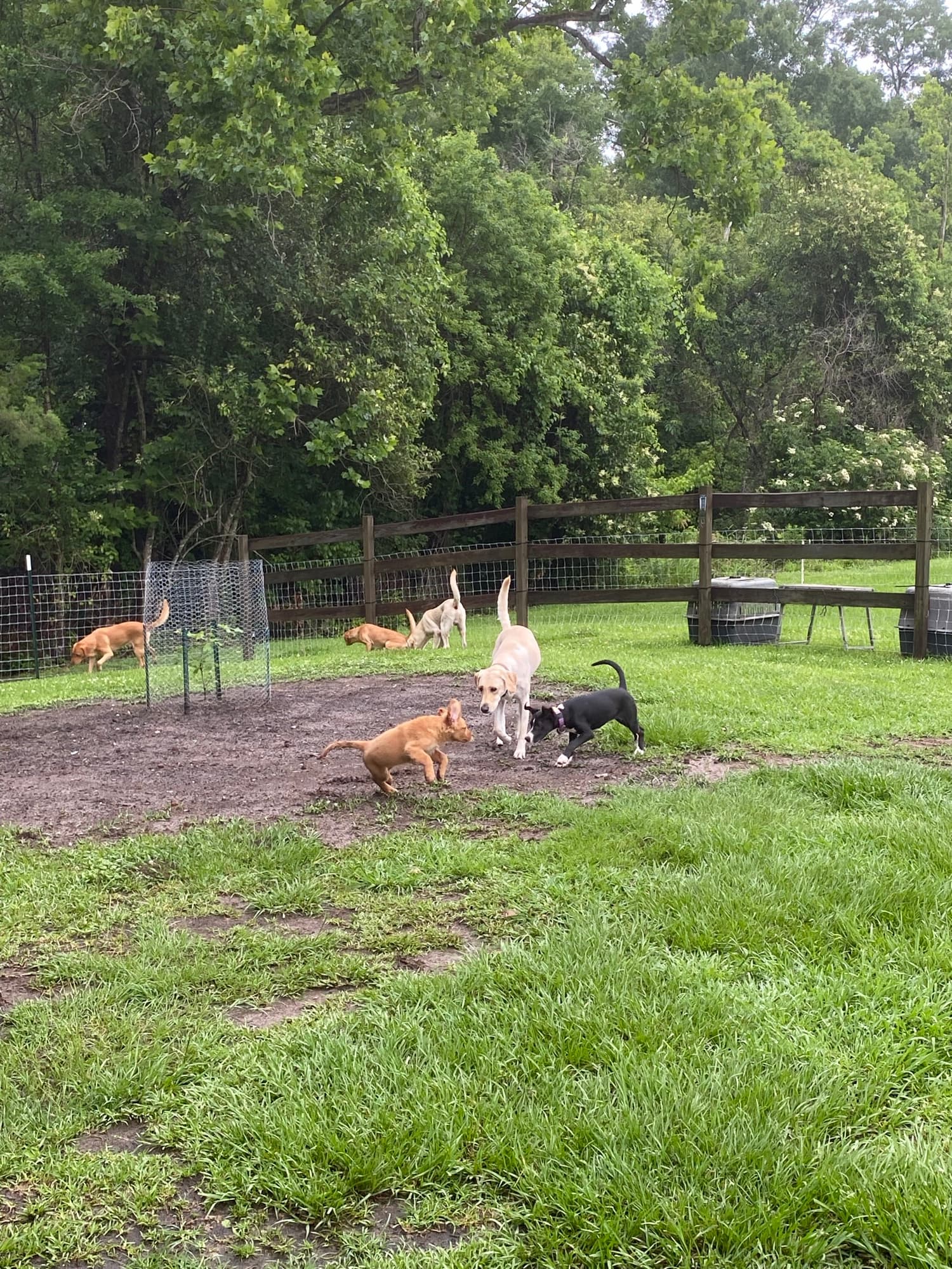 A pack of Labradors out in the field at TIMCO Kennels