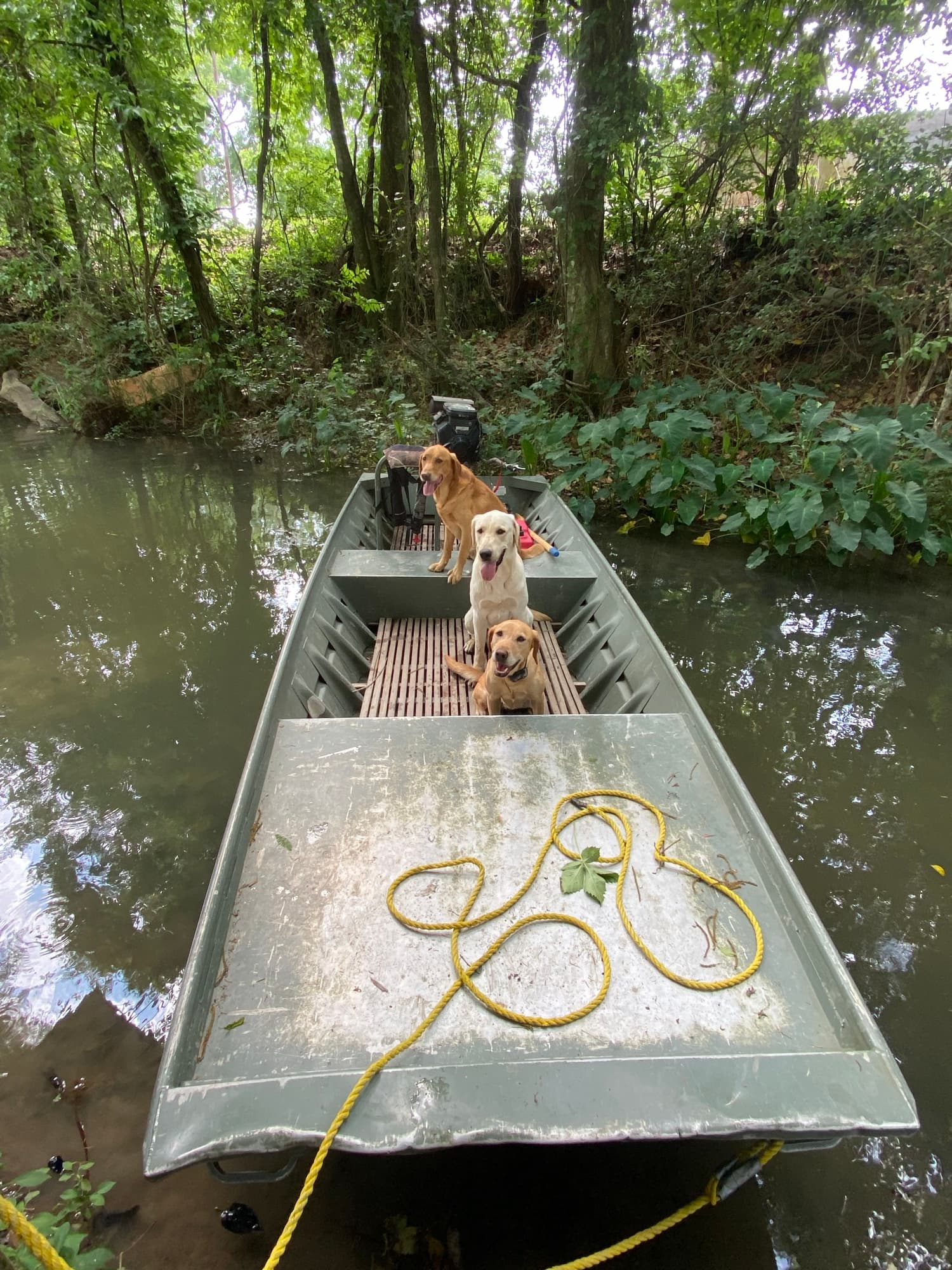 Two retrievers riding in a boat through a Louisiana bayou