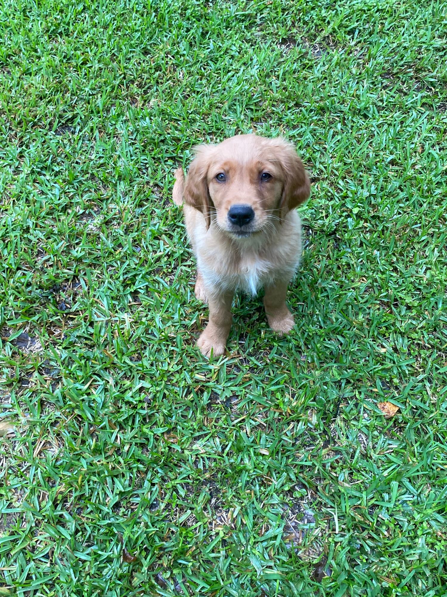 A young retriever in the clover looking at the camera