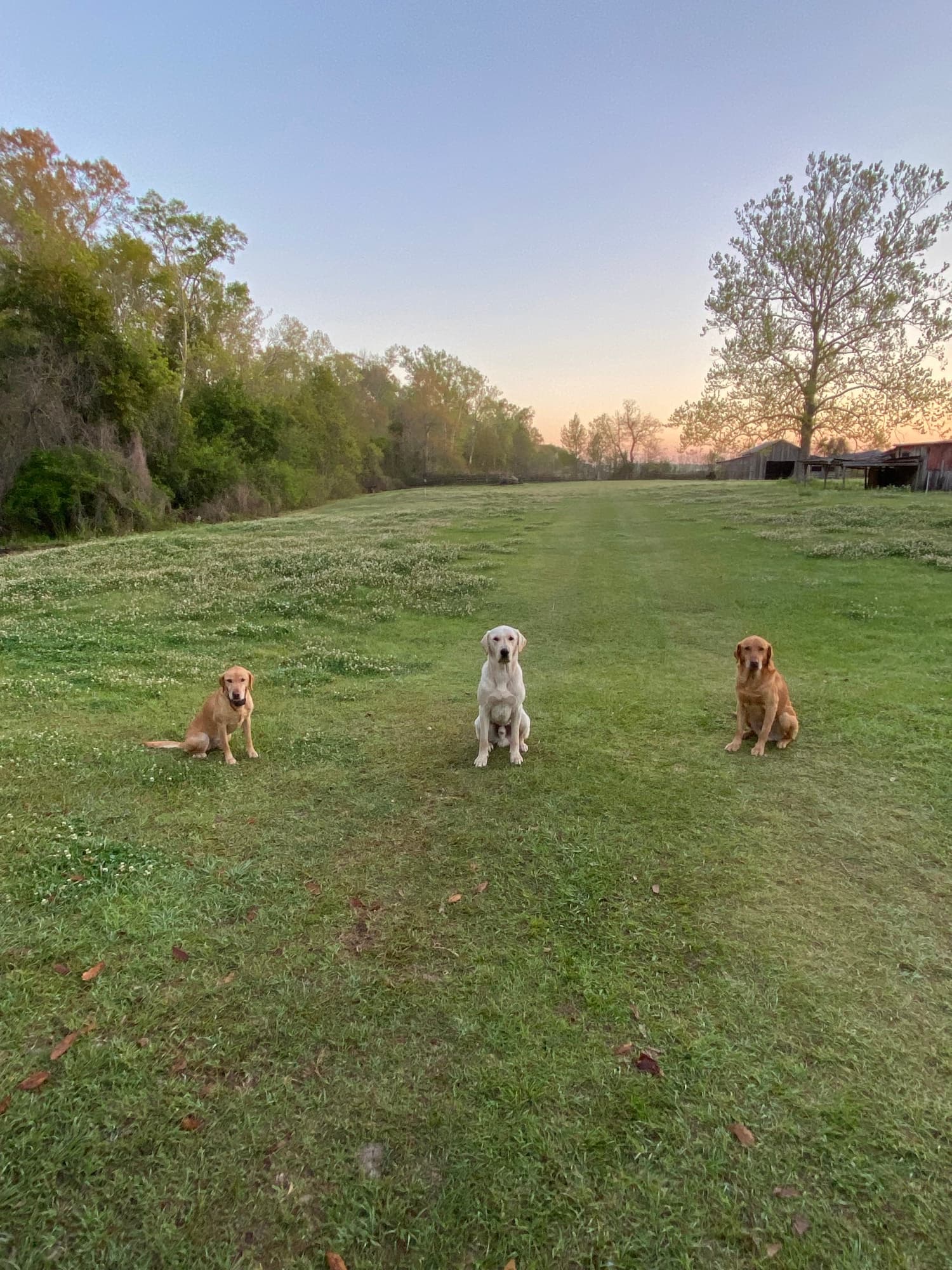 Three Labrador retrievers running across a field at sunset in the Louisiana Bayou Region